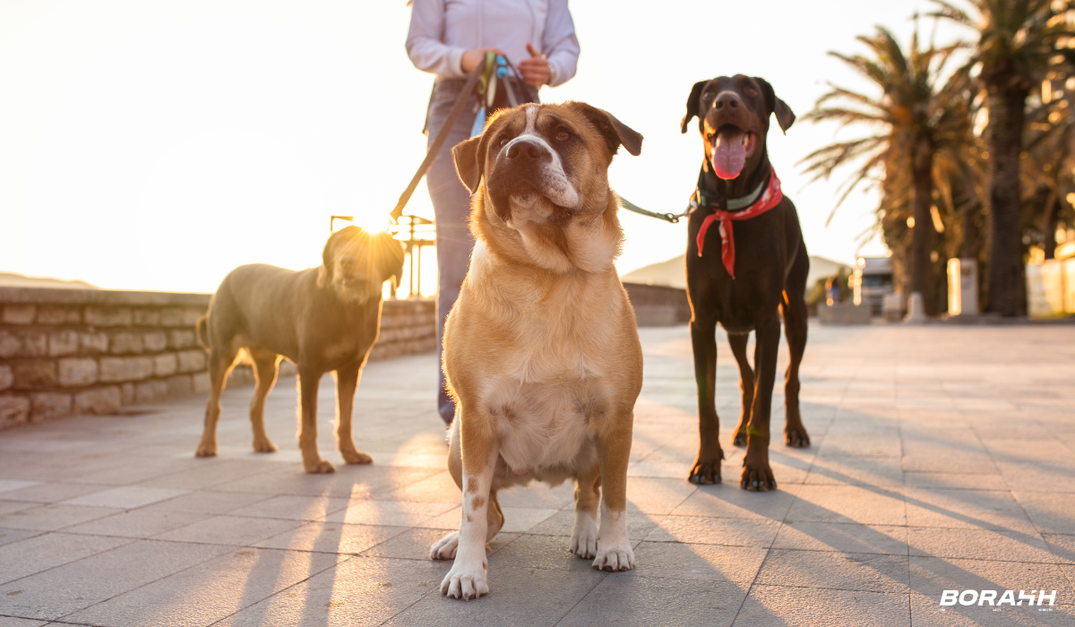 borahh caminhada cães cachorros benefícios