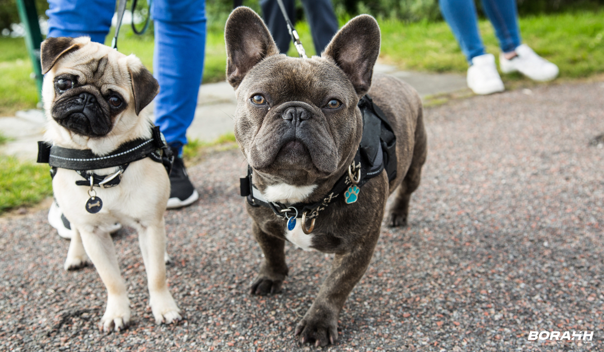 cuidados caminhadas cães borahh